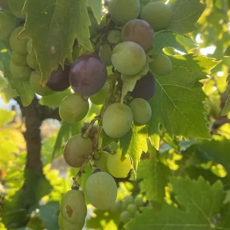 Casale Le Casole Affitta Nel Cuore Dell'umbria